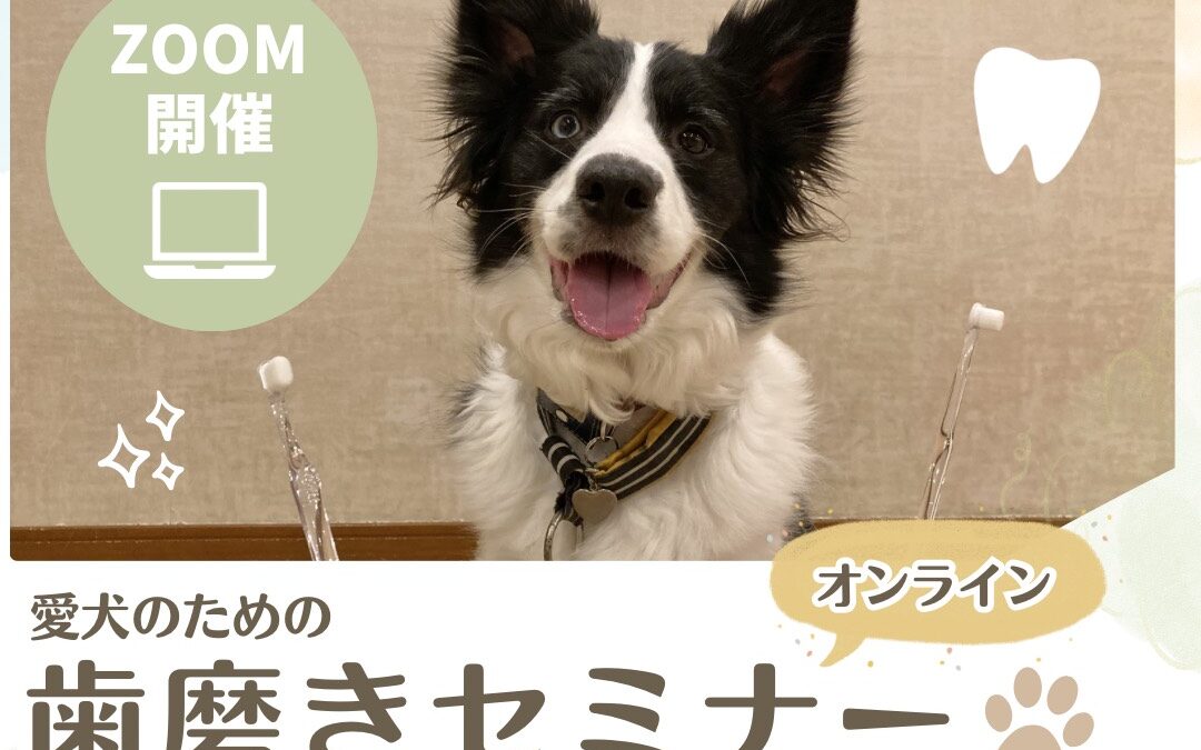 2026年6月20日(土)【オンライン】歯磨きセミナーのお知らせ